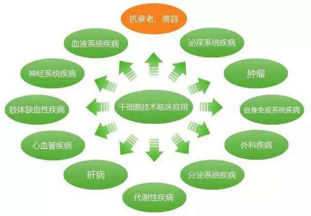 干細胞臨床應用時代到來 人體干細胞技術開發(fā)與應用